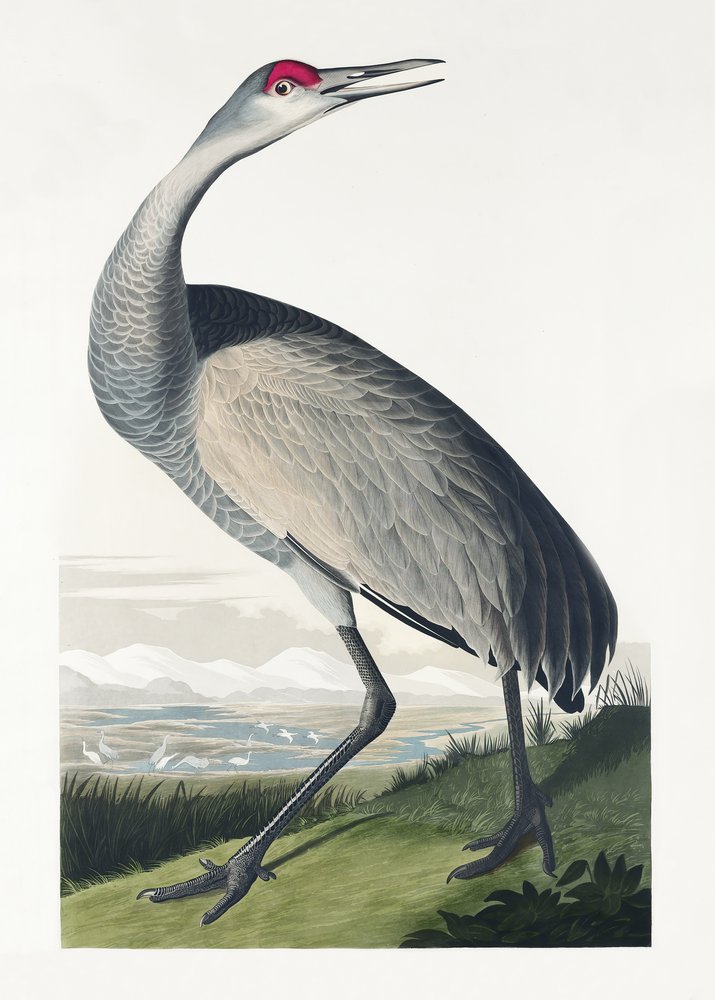 Grue à collier, tirée de *Birds of America* (1827) - John James Audubon