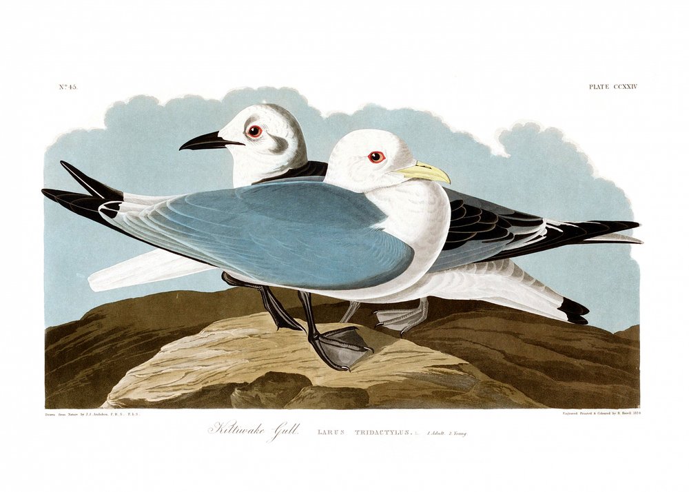 Mouette tridactyle - John James Audubon