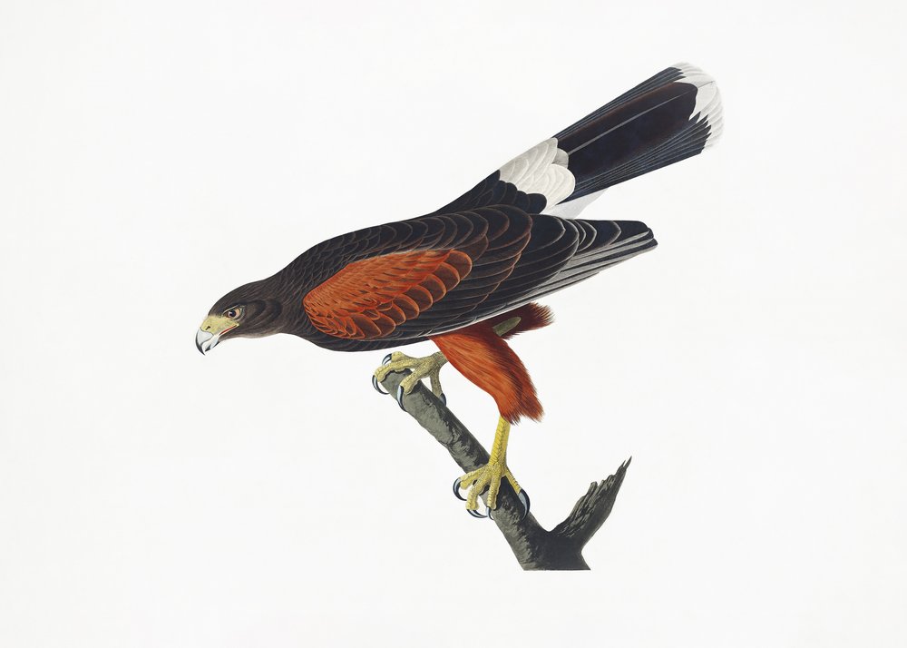 - John James Audubon