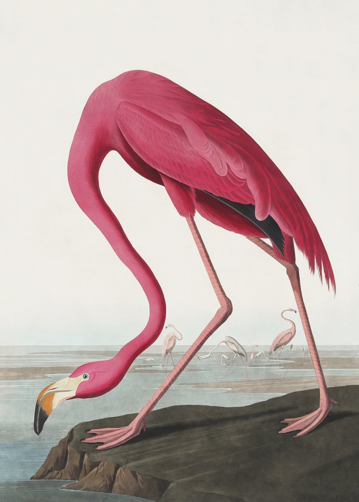 Flamant rose II, tiré de *Birds of America* (1827) - John James Audubon