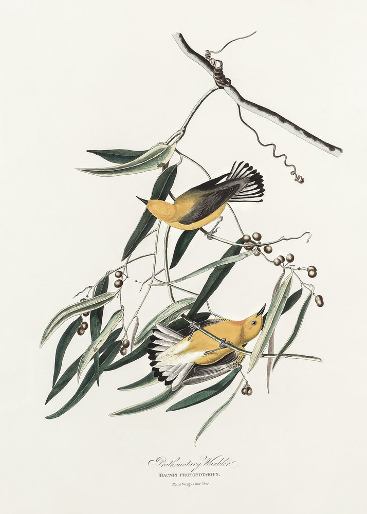 Paruline à tête orange, tirée de *Birds of America* (1827) - John James Audubon