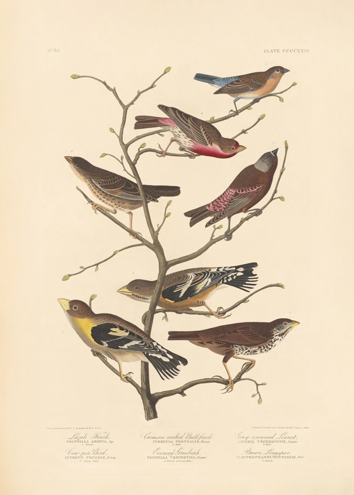 Pinson de Lazuli - John James Audubon/ Rob Havell