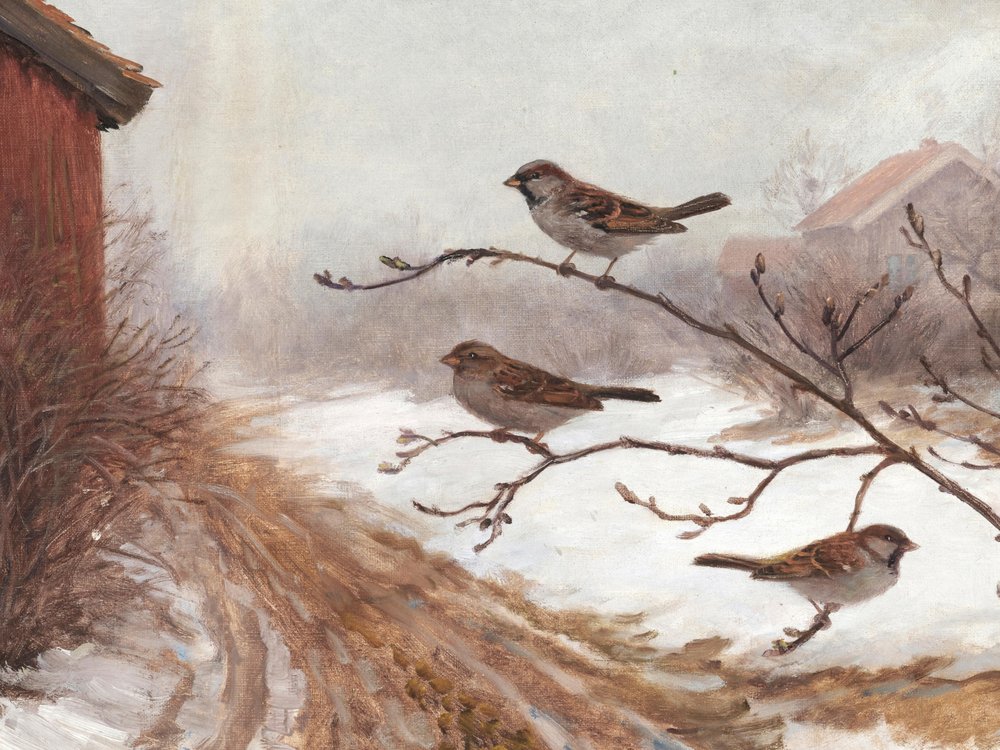 Moineaux des granges en hiver - Jolly and Dash