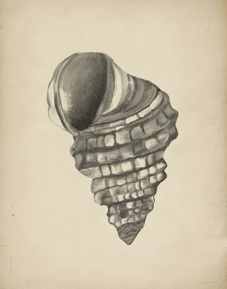 Coquille en spirale détaillée - Josie George