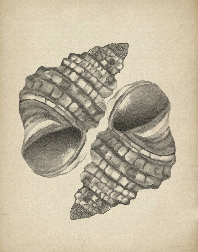 Coquilles en spirale détaillées - Josie George