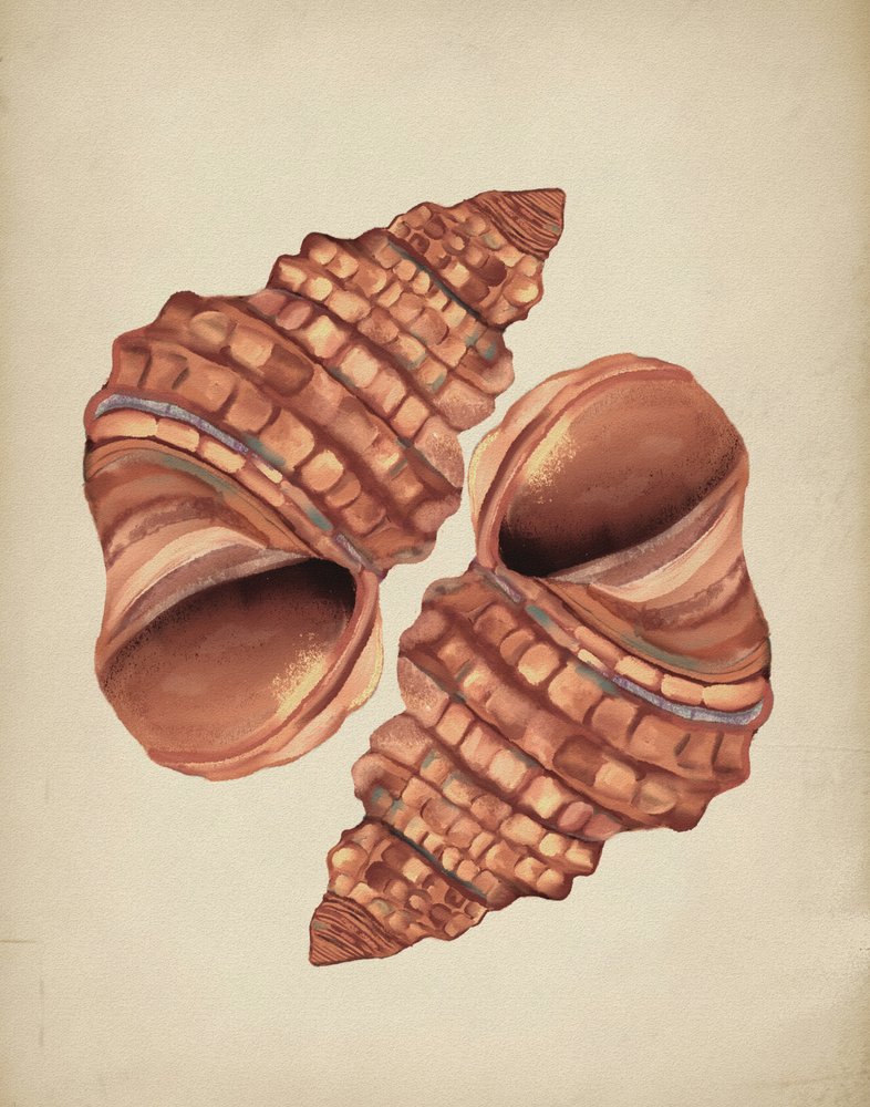 Deux coquilles de conque - Josie George