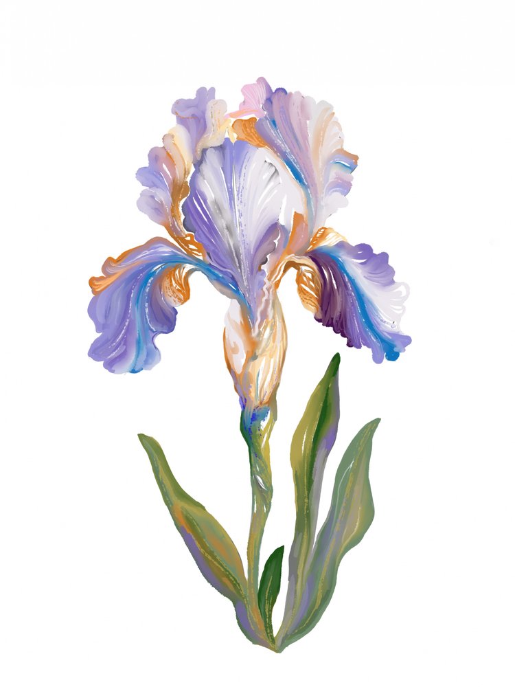 Iris aux couleurs vives et picturales - Josie George