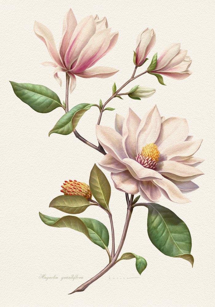 Fleurs de magnolia aux teintes rosées - Juan Hernaz