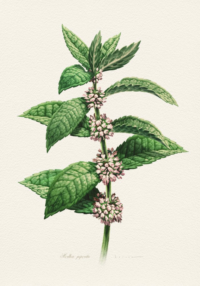 Menthe en fleur (nom botanique) - Juan Hernaz
