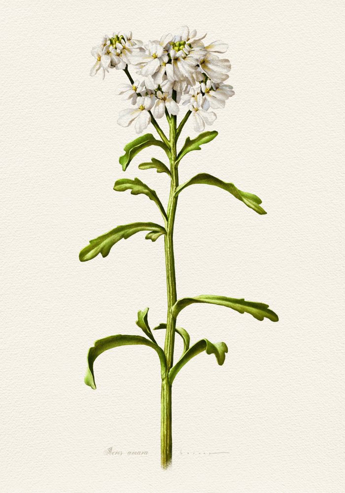Candytuft blanc - Description botanique - Juan Hernaz