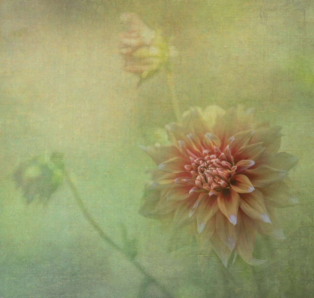 Une fleur de dahlia de rêve - Judy Tseng
