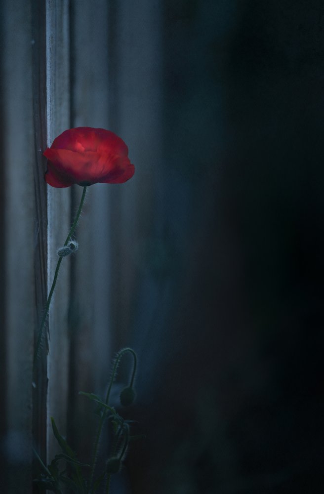 Fleur de pavot rouge « Moody » - Judy Tseng