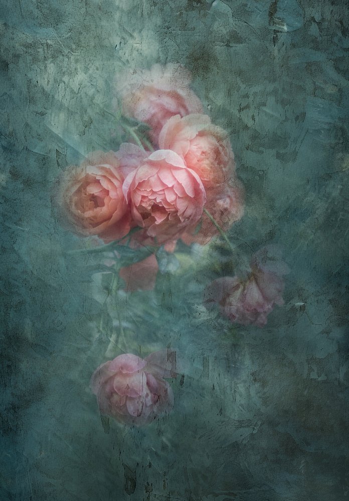 Roses aux teintes douces et mélancoliques - Judy Tseng