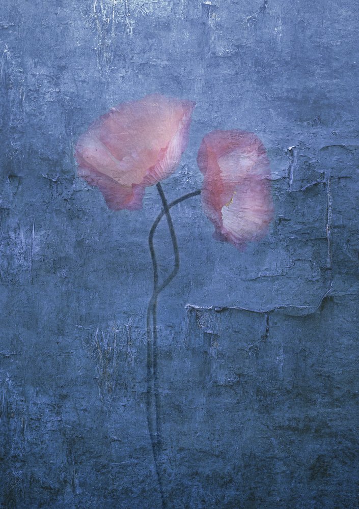 Coquelicots rose pâle - Judy Tseng