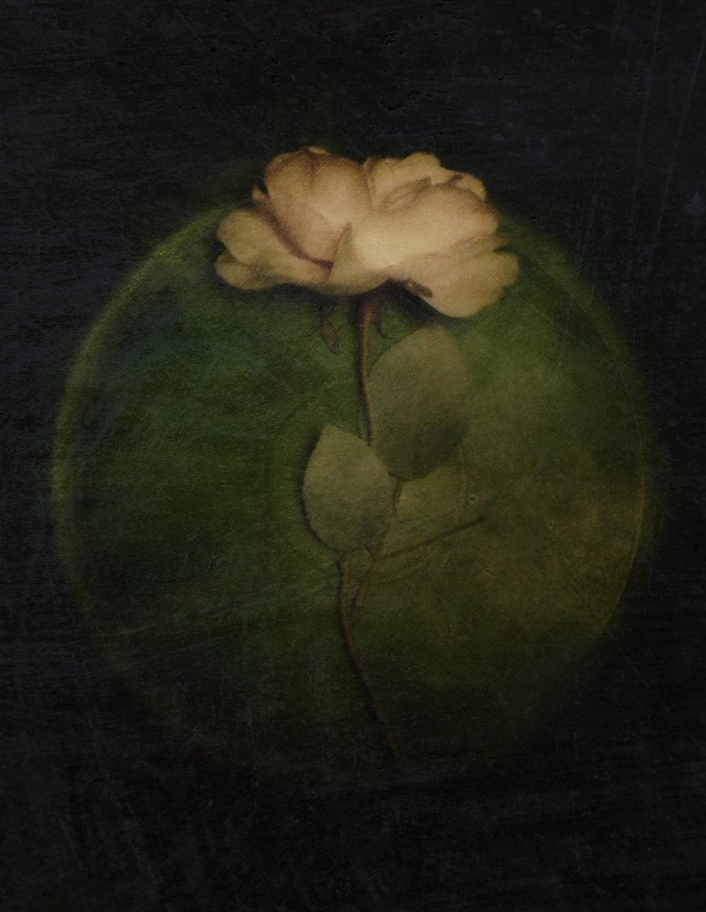 Lueur de rose mélancolique - Kahar Lagaa