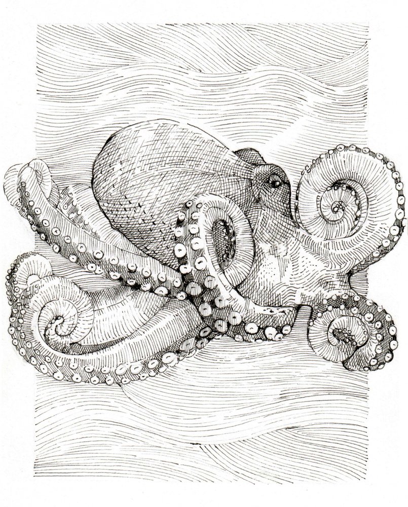 Dessin au trait de poulpe en noir et blanc - Katie O'Shea