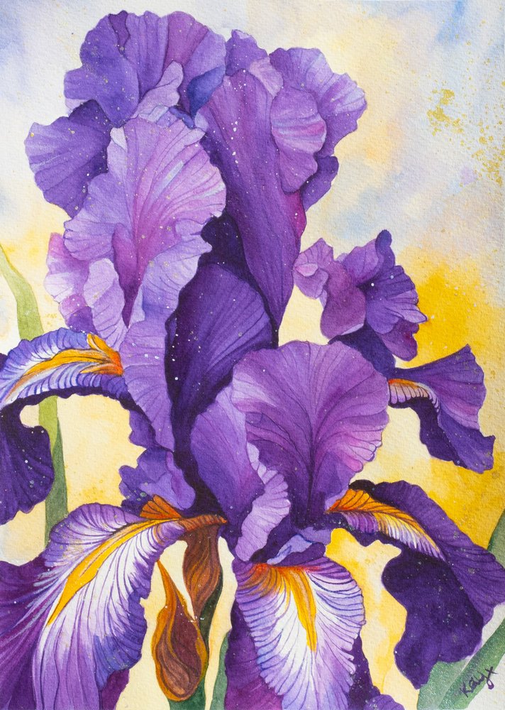 Iris violet éclatant - Kay Shanley