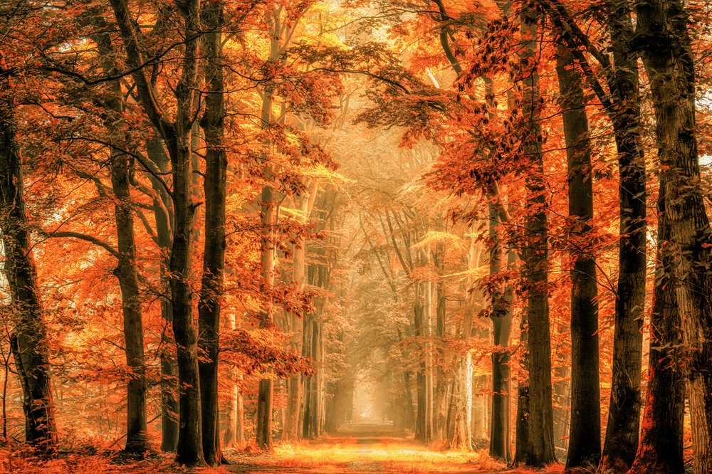  - Lars van de Goor †