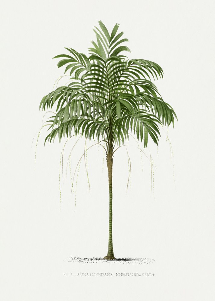 Ii Areca monostachya - Les Palmiers Histoire Iconographique