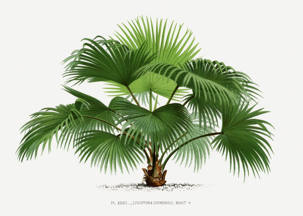 Livistona C - Les Palmiers Histoire Iconographique