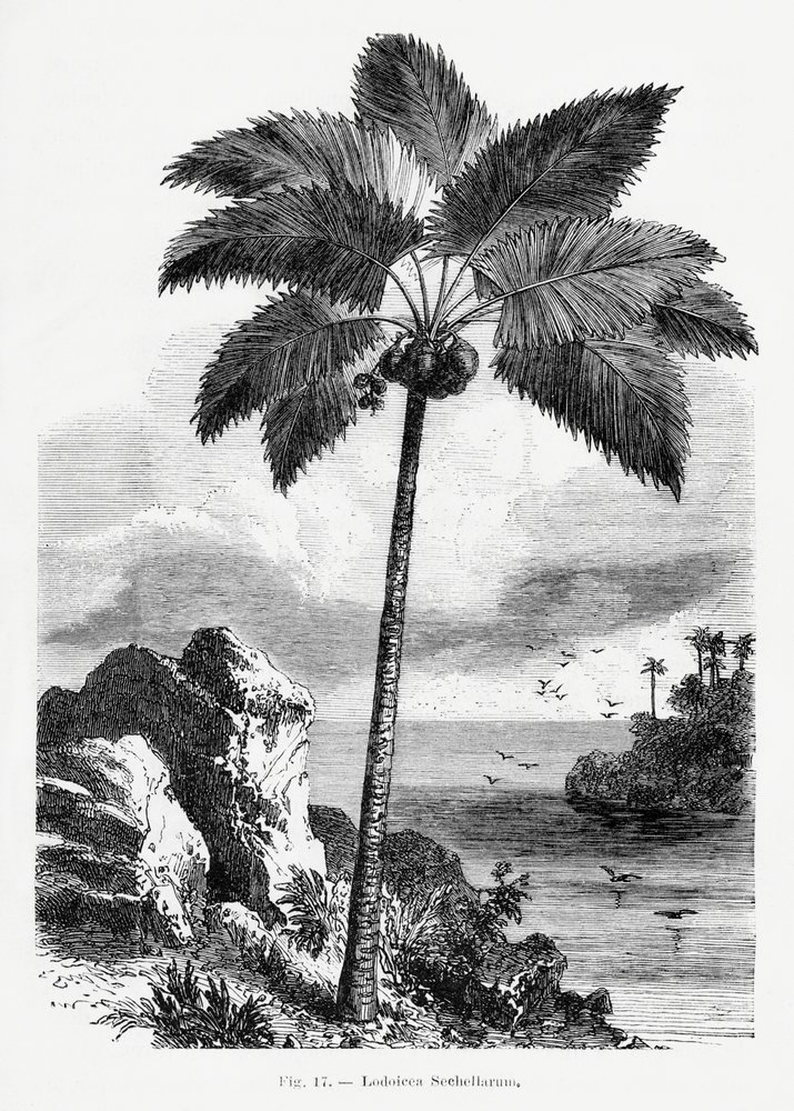 Dessin vintage de palmier I - Les Palmiers Histoire Iconographique