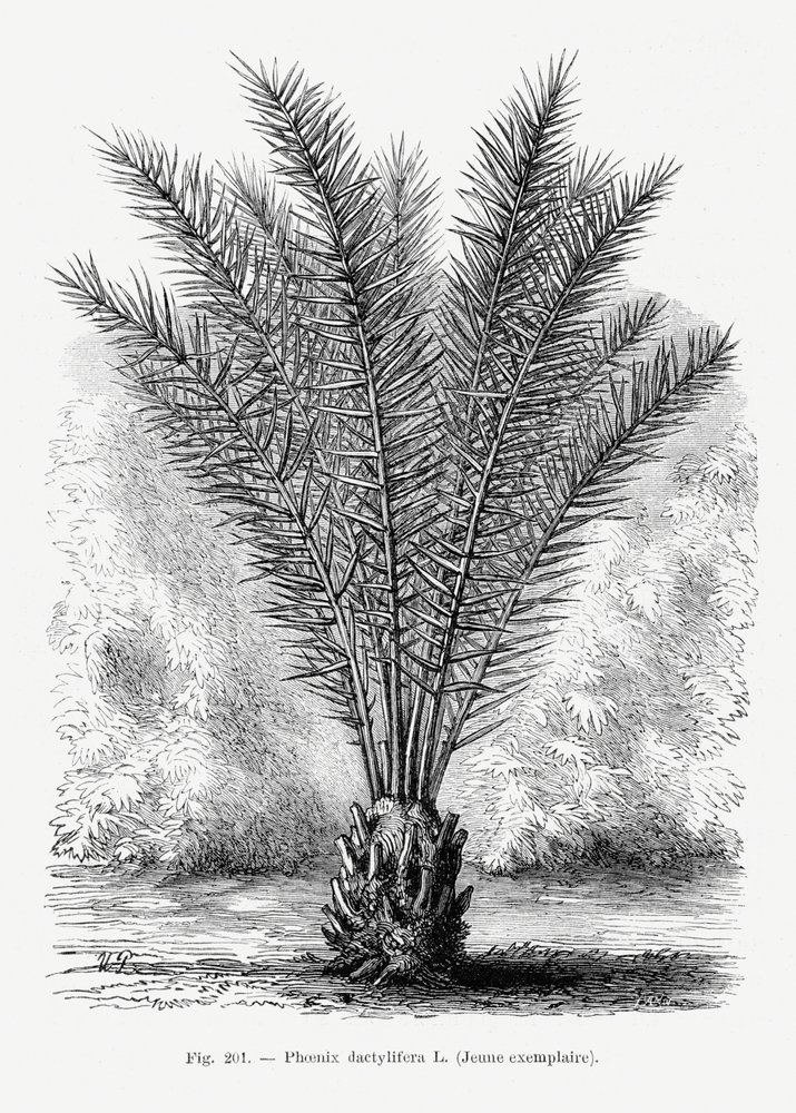 Dessin vintage de palmier XIII - Les Palmiers Histoire Iconographique