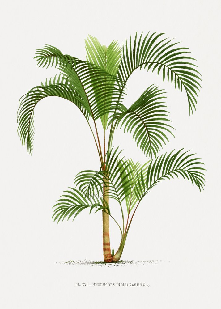 Xvi Hyophorbe I - Les Palmiers Histoire Iconographique