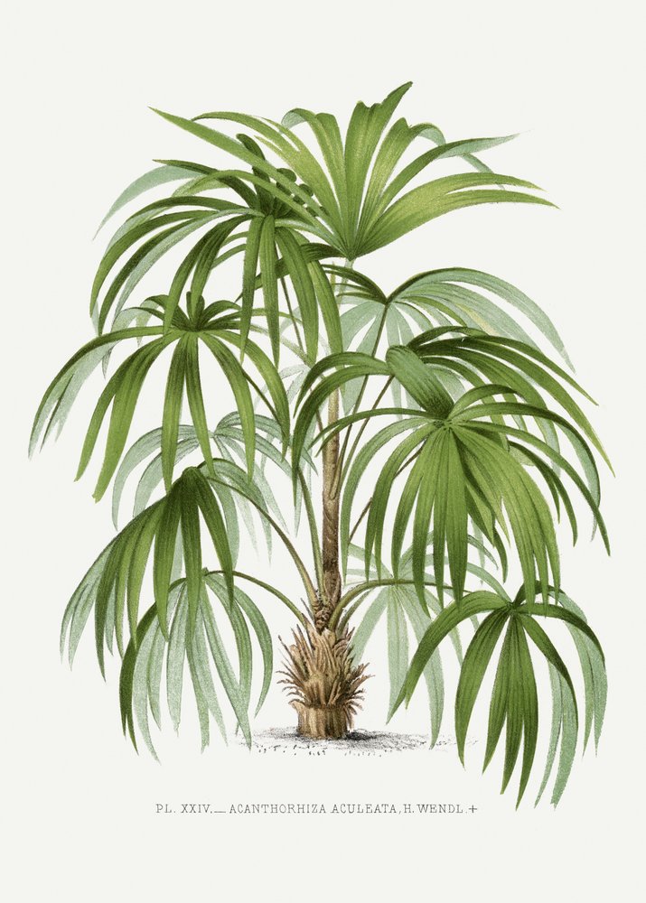 XXIV Acanthorhiza aculeata - Les Palmiers Histoire Iconographique