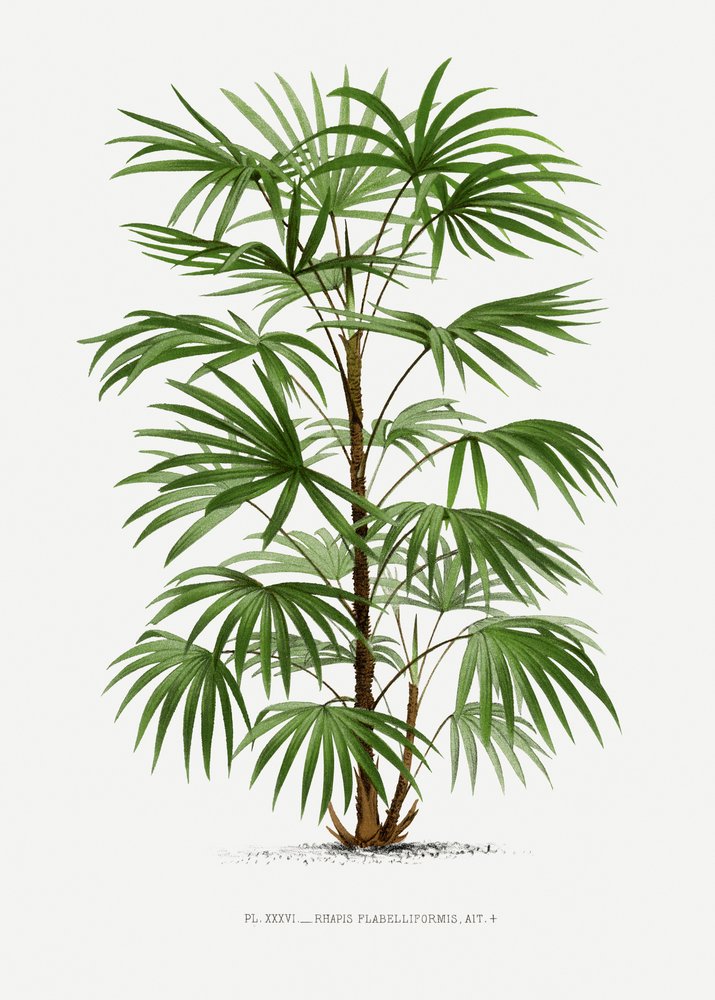Xxxvi Rhapis F - Les Palmiers Histoire Iconographique