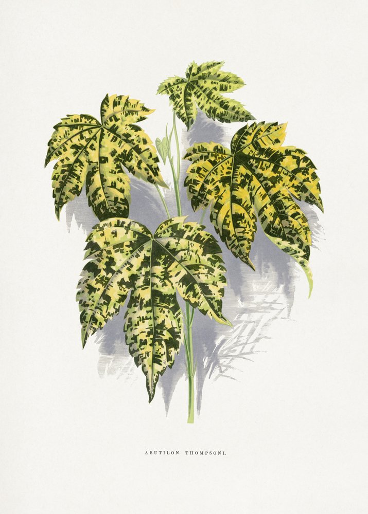 Illustration d