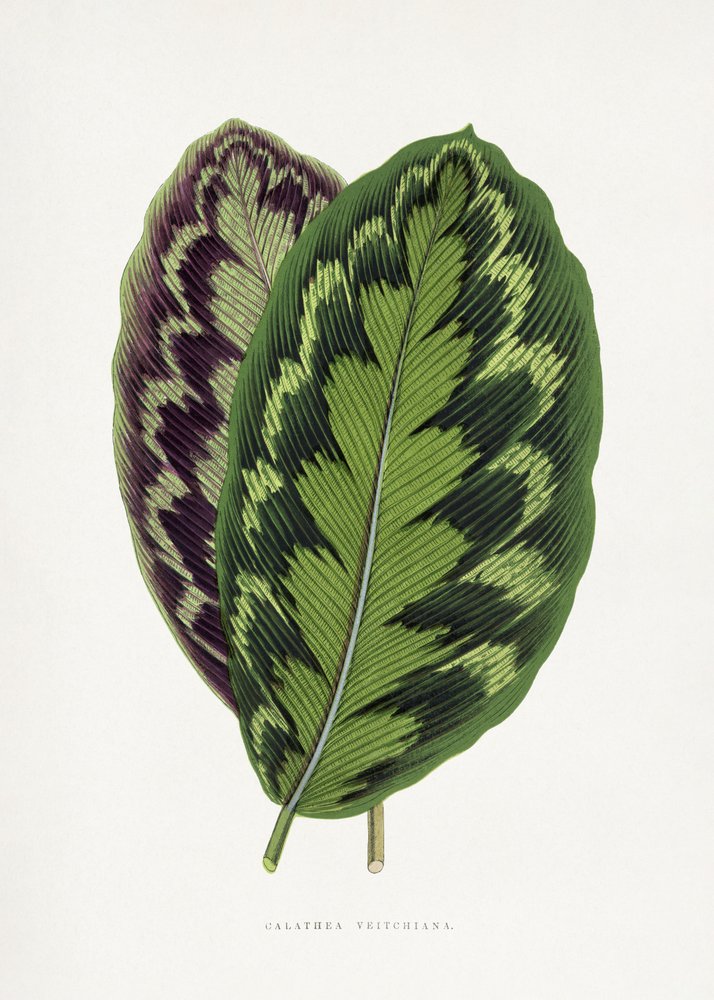 Calathea Veitchiana Leaf Illustration - Les Plantes a Feuillage Colore
