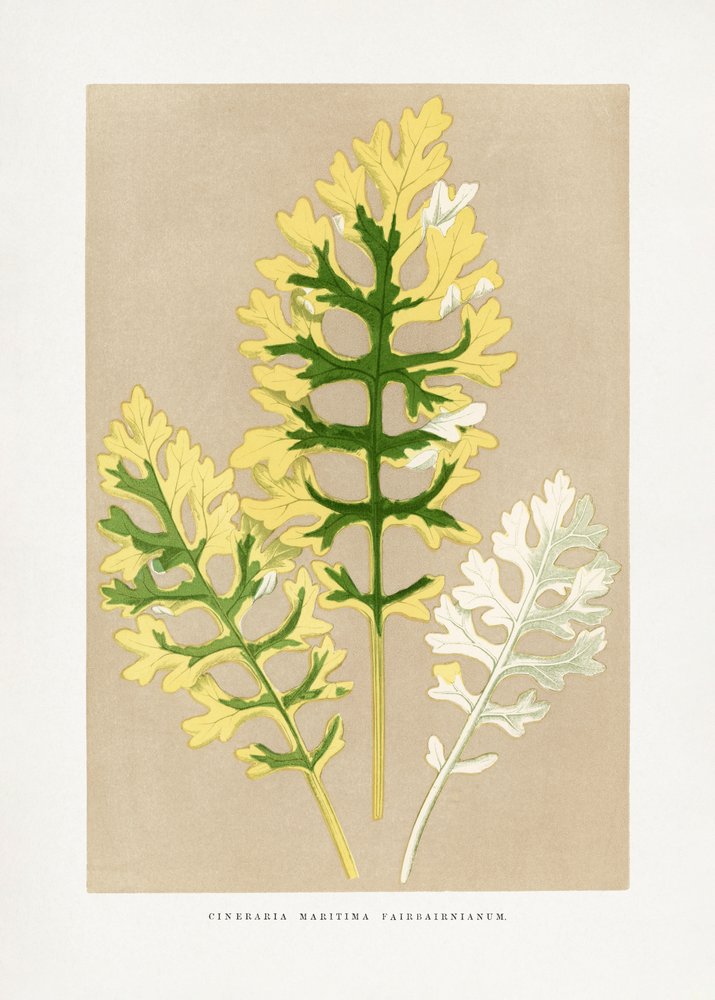 Cineraria Maritima Fairbairnianum Leaf Illustration - Les Plantes a Feuillage Colore