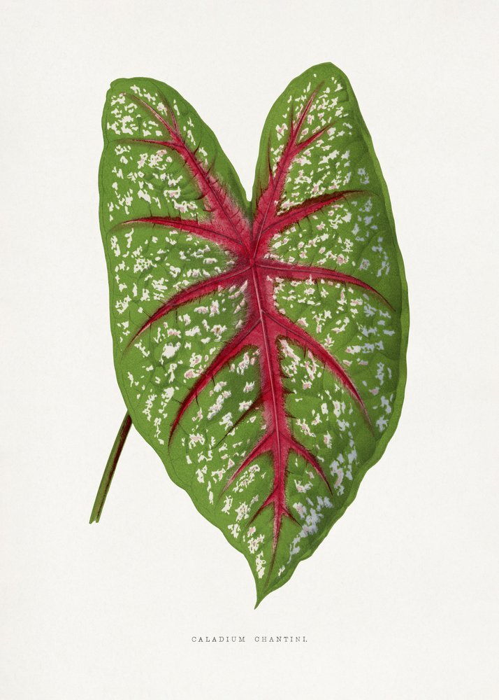 Illustration d