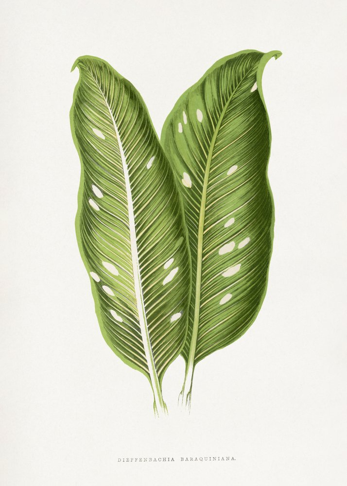 Illustration d