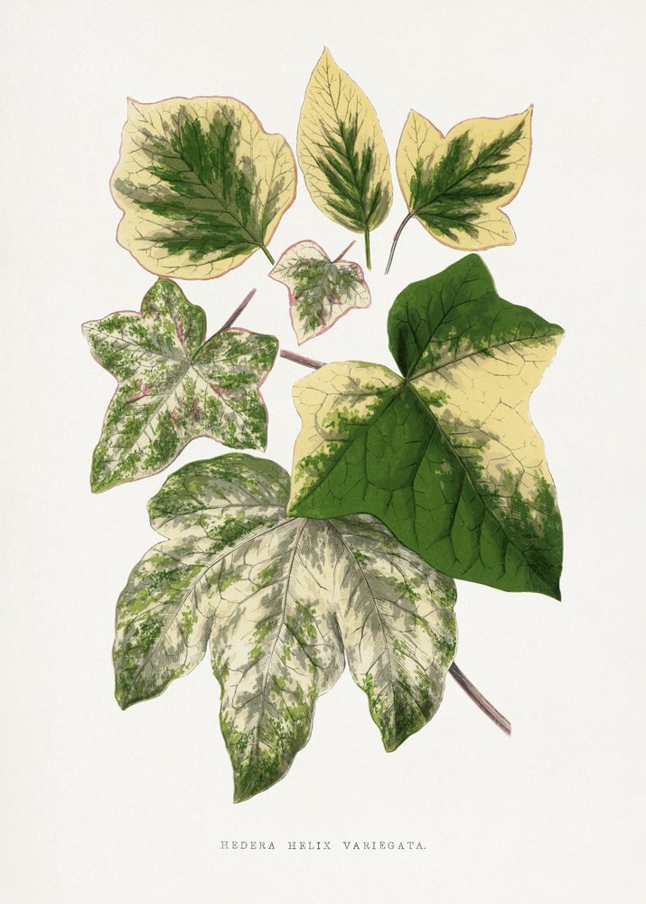 Illustration d