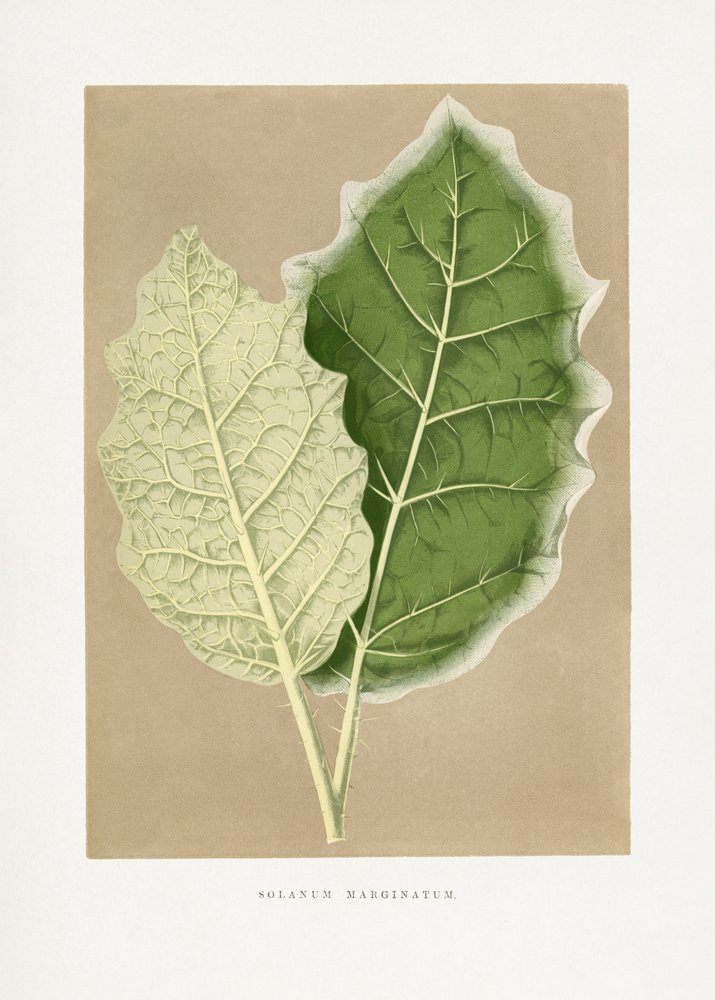 Illustration d