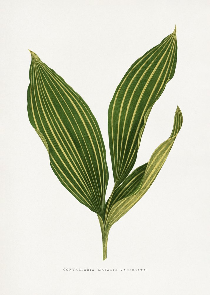 Illustration d
