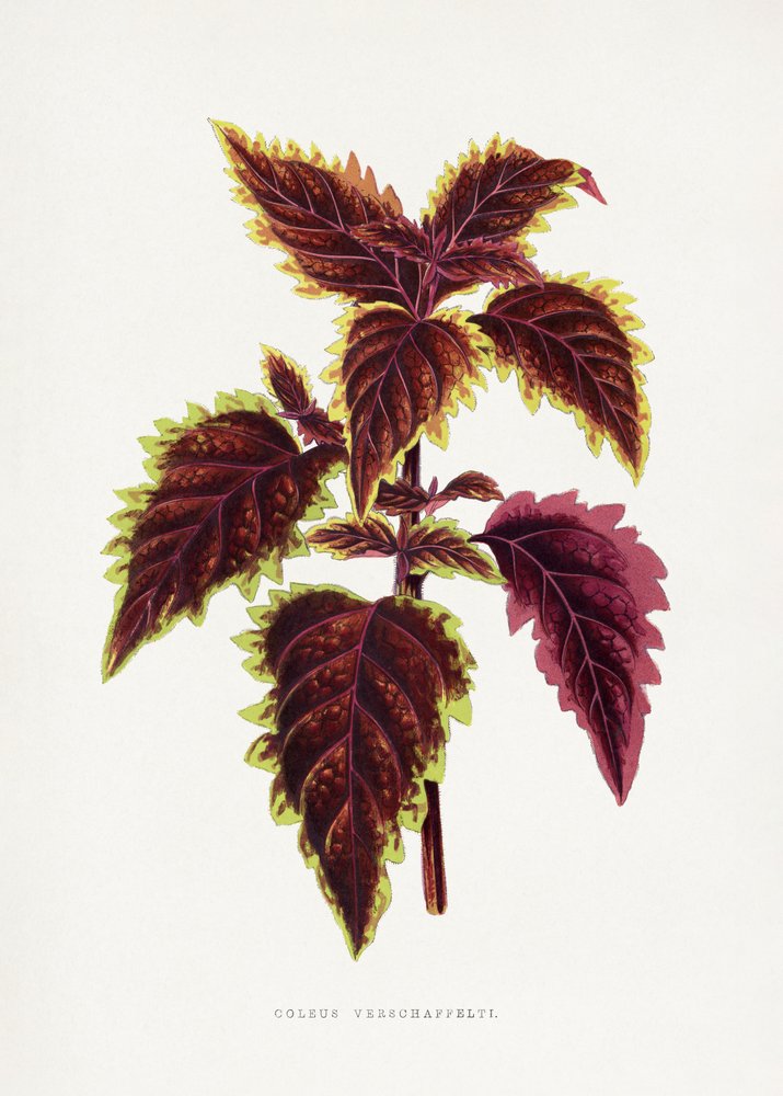 Illustration d