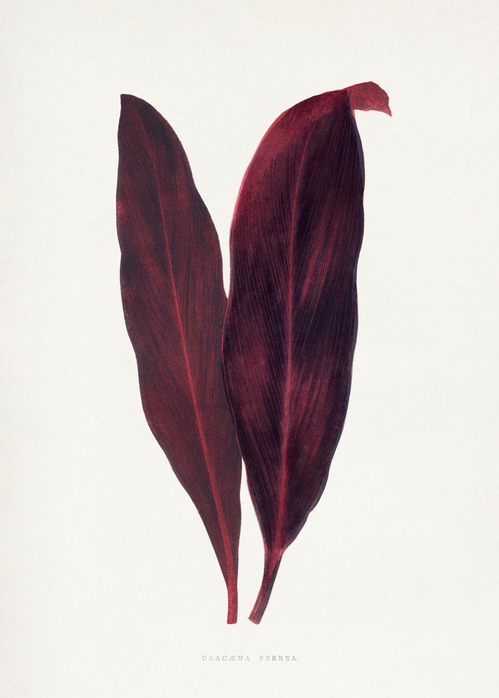 Illustration d