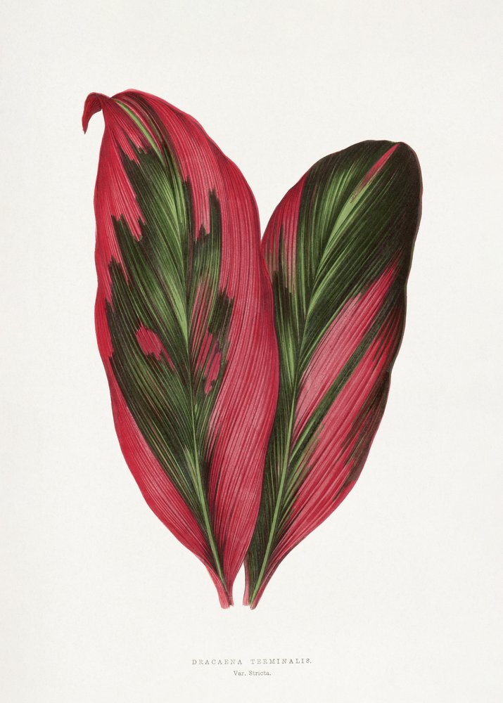 Illustration d