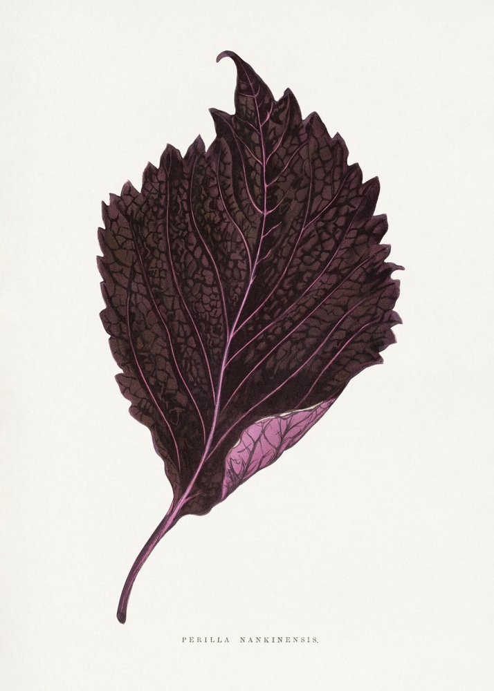 Illustration d