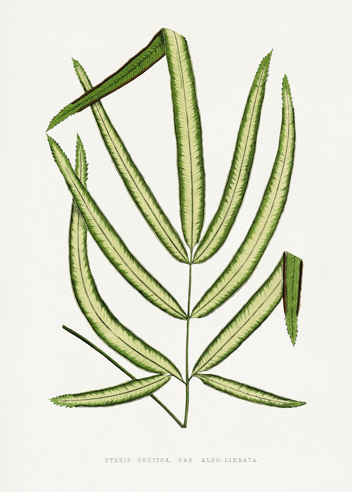 Illustration d