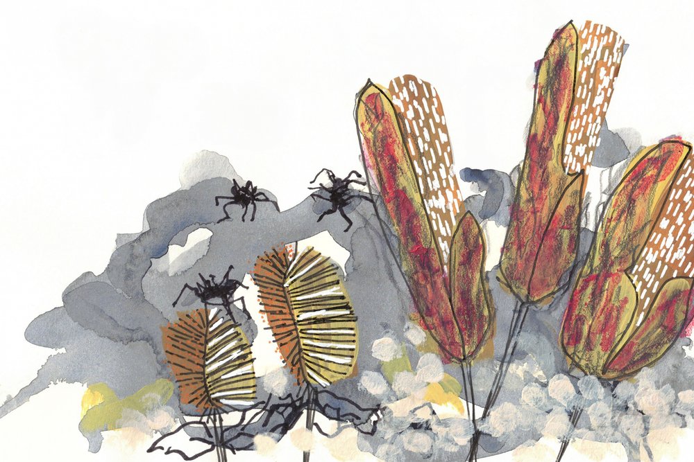 Araignées du genre Banksia - Lori Ann Folz