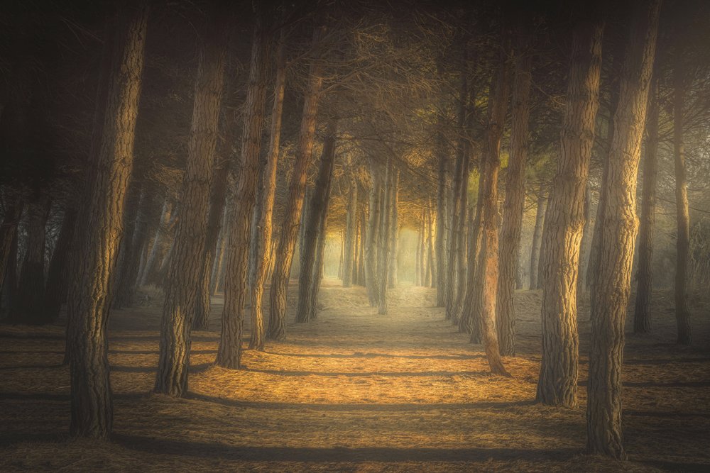 Le sentier de la forêt dorée - Ludovico Reale