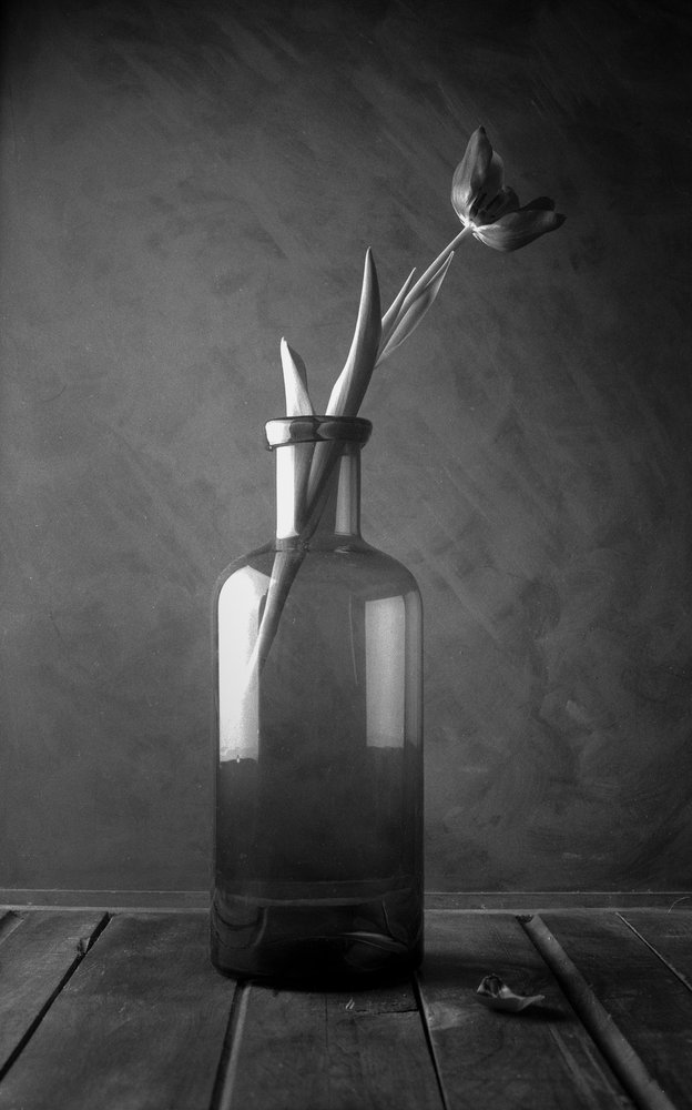 Fleur de tulipe monochrome - Luiz Laercio