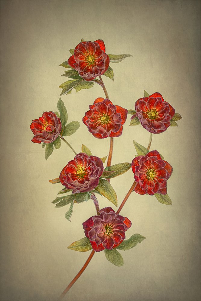 Hellebores « Double Queen » - Lydia Jacobs