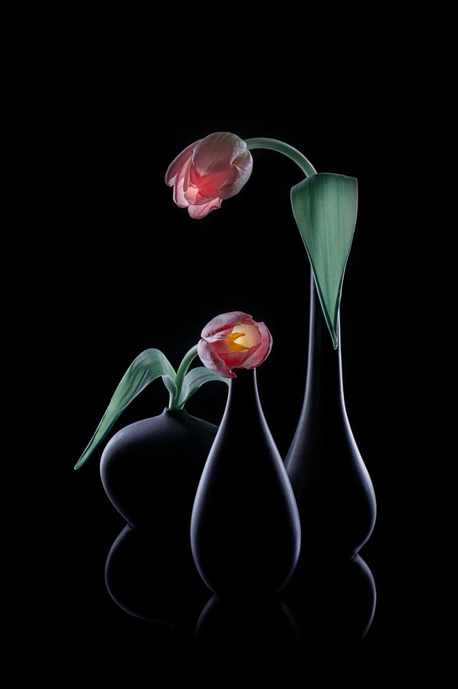 Des tulipes élégantes et lumineuses - Lydia Jacobs