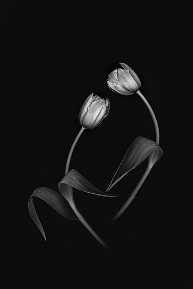 Élégant duo de tulipes - Lydia Jacobs