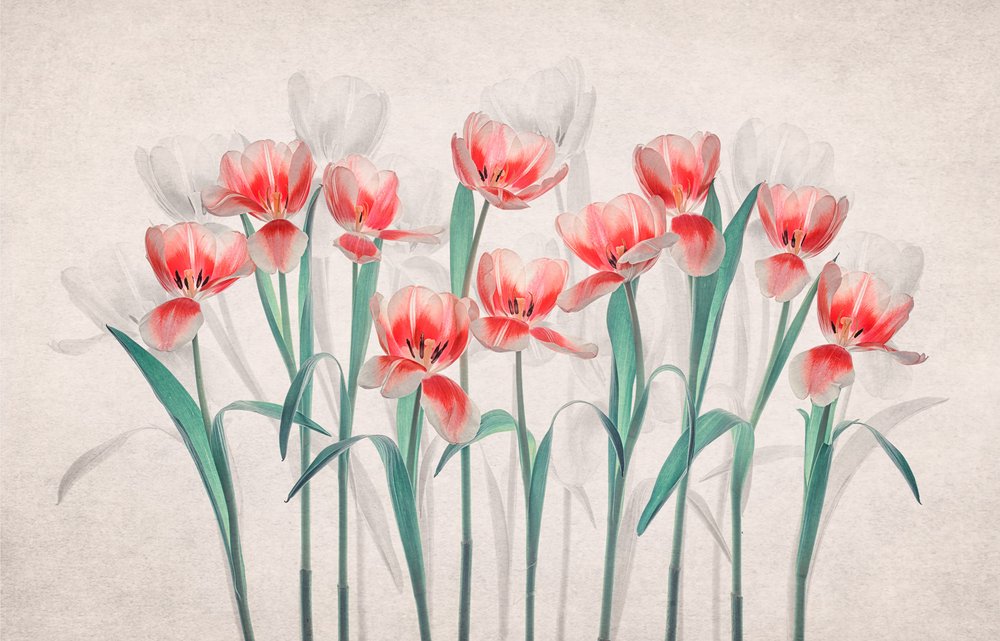 Tulipes roses éthérées - Lydia Jacobs
