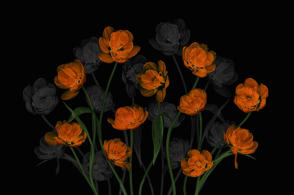 Des tulipes orange vif - Lydia Jacobs